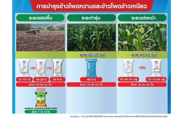 ตารางการบำรุงข้าวโพดหวาน