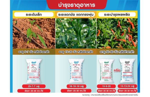 ตารางการบำรุงพริก