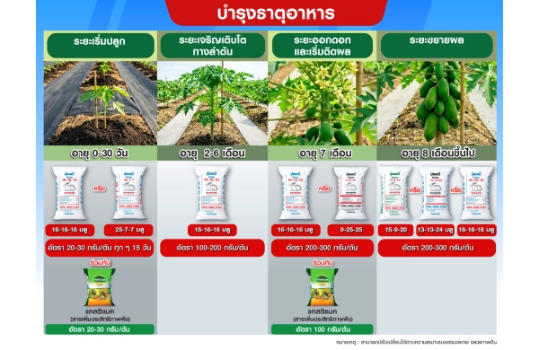 ตารางการบำรุงมะละกอ