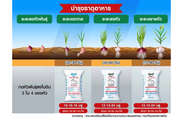 ตารางการบำรุงหอมและกระเทียม