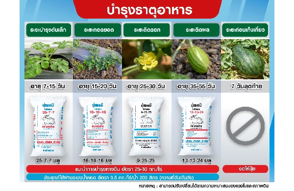 ตารางการบำรุงหอมหัวใหญ่