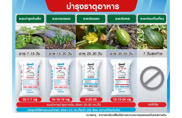 ตารางการบำรุงแตงโม