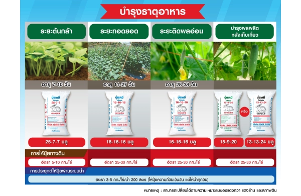 ตารางการบำรุงแตงกวาและแตงร้าน