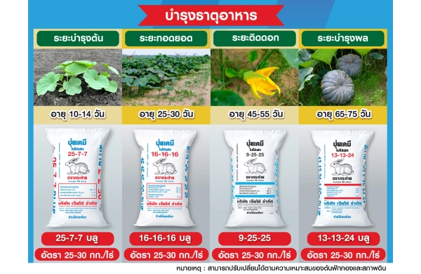 ตารางการบำรุงฟักทอง