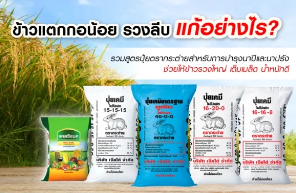 ข้าวแตกกอน้อย รวงลีบ แก้อย่างไร? รวมสูตรปุ๋ยตรากระต่ายสำหรับการบำรุงนาปีและนาปรัง ช่วยให้ข้าวรวงใหญ่ เมล็ดเต็ม น้ำหนักดี