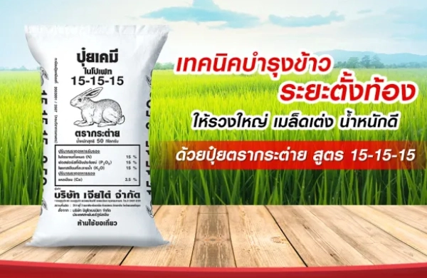 เทคนิคบำรุงข้าวระยะตั้งท้อง ให้รวงใหญ่ เมล็ดเต่ง น้ำหนักดี ด้วยปุ๋ยตรากระต่าย สูตร 15-15-15