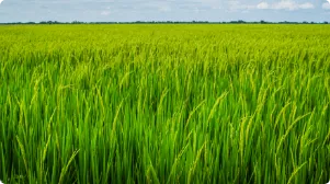 Plant Protection Business