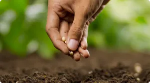 ธุรกิจเมล็ดพันธุ์