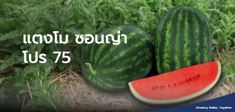แตงโม