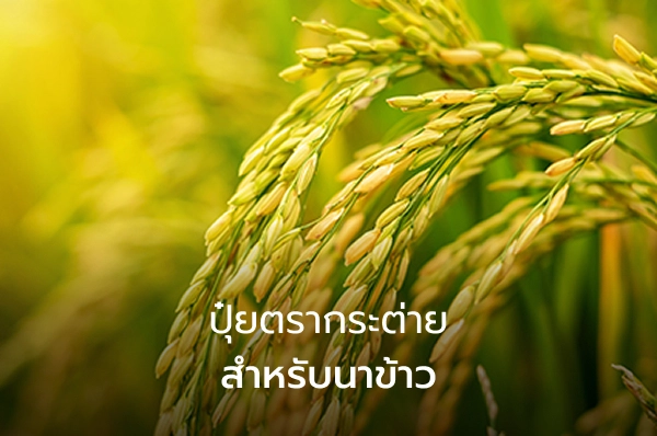 Rabbit Fertilizer for Rice