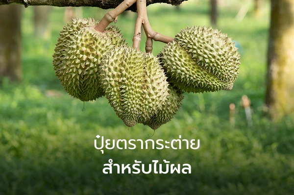 ปุ๋ยตรากระต่ายสำหรับไม้ผล