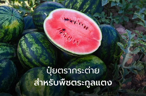 ปุ๋ยตรากระต่ายสำหรับพืชตระกูลแตง