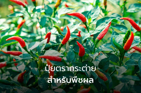 ปุ๋ยตรากระต่ายสำหรับพืชผล