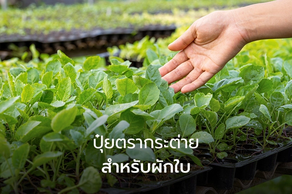 ปุ๋ยตรากระต่ายสำหรับผักใบ