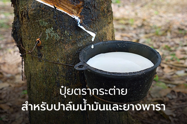 ปุ๋ยตรากระต่ายสำหรับปาล์มน้ำมันและยางพารา