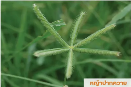 หญ้าปากควาย