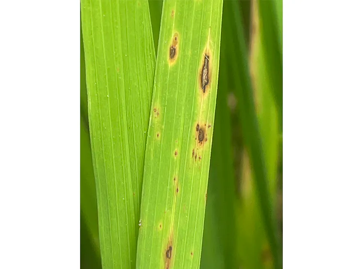 โรคใบจุดสีน้ำตาล