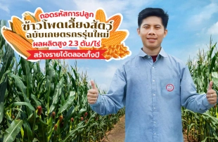 ถอดรหัส “ปลูกข้าวโพดเลี้ยงสัตว์” แบบฉบับเกษตรกรรุ่นใหม่ บริหารพื้นที่กระจายความเสี่ยง ผลผลิตสูง 2.3 ตัน/ไร่ สร้างรายได้ตลอดทั้งปี