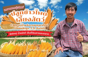 เกษตรกรรุ่นใหม่ ปลูกข้าวโพดเลี้ยงสัตว์ ด้วยระบบน้ำพลังงานแสงอาทิตย์ ได้ผลผลิตสูง 1.5 ตัน/ไร่ ฝักใหญ่ น้ำหนักดี เป็นที่ต้องการของตลาด