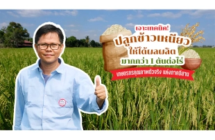เจาะเทคนิค! ปลูกพันธุ์ข้าวเหนียวให้ได้ผลผลิตมากกว่า 1 ตันต่อไร่ จากเกษตรกรมืออาชีพ ตัวจริง เสียงจริง แห่งแดนอีสาน