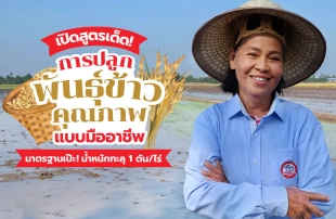 เปิดสูตรเด็ด! การปลูก “พันธุ์ข้าวคุณภาพ” แบบฉบับมืออาชีพ มาตรฐานเป๊ะ น้ำหนักทะลุ 1 ตัน/ไร่