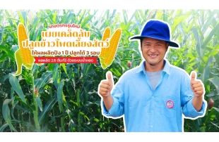เกษตรกรรุ่นใหม่เผยเคล็ดลับปลูกข้าวโพดเลี้ยงสัตว์ ให้ผลผลิตปัง 1 ปี ปลูกได้ 3 รอบ ผลผลิต 2.6 ตัน/ไร่ ด้วยระบบน้ำหยด
