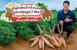 เจาะเทคนิคปลูกมันสำปะหลัง แบบฉบับเกษตรกรรุ่นใหม่ ผลผลิตสูง 7 ตันต่อไร่ แปรรูปเพิ่มมูลค่าผลผลิต สร้างรายได้หลัก​​ล้าน