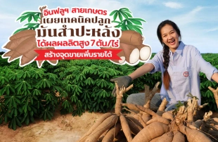 อินฟลูฯ สายเกษตร เผยเทคนิคปลูก “มันสำปะหลัง” ได้ผลผลิตสูง 8 ตัน/ไร่ คุณภาพการันตีรางวัล สร้างจุดขายเพิ่มรายได้