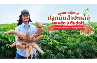เกษตรกรรุ่นใหม่ ปลูกมันสำปะหลัง ผลผลิต 9 ตันต่อไร่ เทคนิคเตรียมดินดี ใช้ปุ๋ยคุณภาพ ได้มันหัวใหญ่ เปอร์เซ็นต์แป้งสูง