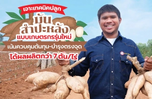 เจาะเทคนิคปลูก “มันสำปะหลัง” แบบเกษตรกรรุ่นใหม่ เน้นควบคุมต้นทุน-บำรุงตรงจุด ได้ผลผลิตกว่า 7 ตัน/ไร่