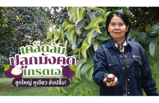 เคล็ดลับชาวสวน ปลูก “มังคุด” ให้ได้คุณภาพเกรดเอ ส่งออก ราคาดี