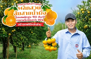 เกษตรกรหัวก้าวหน้า พลิกสวนส้มสายน้ำผึ้ง ปั้นผลผลิตสูง 150 ตัน/ปี ได้ผลใหญ่ เบอร์ 5-6-7 เกรดพรีเมียมกว่า 95% ต่อยอดตลาดออนไลน์ สร้างรายได้หลักล้าน