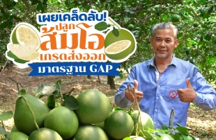 “วิฑูรย์ ภู่บุตร” เผยเคล็ดลับปลูก “ส้มโอ” เกรดส่งออกได้มาตรฐาน GAP