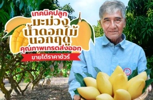 เทคนิคการปลูกมะม่วงน้ำดอกไม้นอกฤดู คุณภาพเกรดส่งออก เพิ่มมูลค่าการตลาด ขายได้ราคาชัวร์!
