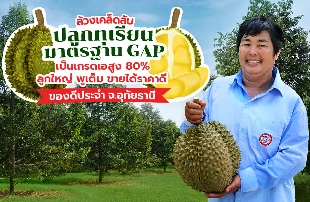 ล้วงเคล็ดลับปลูก “ทุเรียนบ้านไร่” จ.อุทัยธานี รสชาติเอกลักษณ์ ผลผลิตไม่พอขาย ได้มาตรฐาน GAP