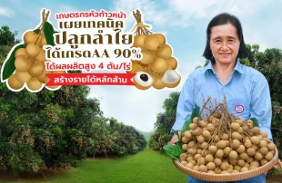 เกษตรกรหัวก้าวหน้า เผยเทคนิคปลูก “ลำไย” ให้ได้เกรด AA สูงถึง 90% ผลผลิตสูง 4 ตันต่อไร่ สร้างรายได้หลักล้าน