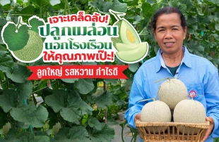 เจาะเคล็ดลับปลูก “เมล่อน” นอกโรงเรือน ให้คุณภาพเป๊ะ! ลูกใหญ่ รสหวาน กำไรดี