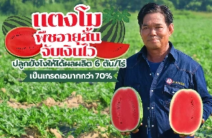 “แตงโม” พืชอายุสั้น จับเงินไว! ปลูกยังไงให้ได้ผลผลิต 6 ตัน/ไร่ เป็นเกรดเอมากกว่า 70%