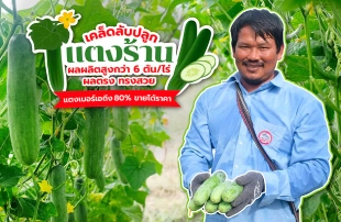 เกษตรกรยุคใหม่ปลูกแตงร้านได้ผลผลิต 6 ตันต่อไร่ เก็บขายได้ต่อเนื่อง 25 มีด เป็นเบอร์เอกว่า 80% สิ่งสำคัญ ต้องใส่ใจทุกขั้นตอนการปลูกและหมั่นสำรวจแปลง