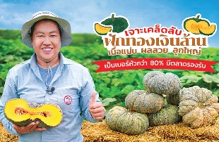 เจาะเคล็ดลับฟักทองเงินล้าน เนื้อแน่น ผลสวย ลูกใหญ่ เป็นเบอร์หัวกว่า 80% มีตลาดรองรับ