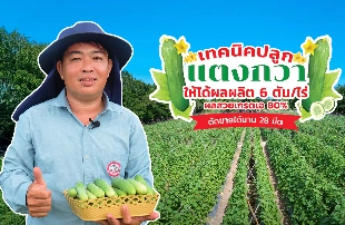 เทคนิคปลูกแตงกวา ให้ได้ผลผลิต 6 ตัน/ไร่ ผลสวยเบอร์เอ 80% ตัดขายได้นาน 28 มีด