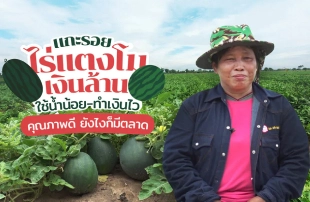 สูตรเด็ดเกร็ดเกษตรจากปุ๋ยตรากระต่าย “แกะรอยไร่แตงโม ใช้น้ำน้อย ทำเงินไว คุณภาพดีที่ตลาดต้องการ”