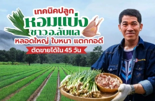 เทคนิคปลูก “หอมแบ่ง” ชาว อ.ลับแล หลอดใหญ่ ใบหนา แตกกอดี ตัดขายได้ใน 45 วัน