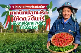 1 ไร่ เลี้ยงชีพอย่างยั่งยืน เทคนิคปลูกพริกให้ดก 7 ตันต่อไร่ เก็บขายได้นาน 7 เดือน ทำได้จริง!