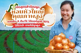 เปิดสูตรสำเร็จ ปลูกหอมหัวใหญ่คุณภาพสูง ผลผลิต 6 ตัน/ไร่ ได้เบอร์ศูนย์กว่า 80% ไส้ไม่เน่า ขายได้ทุกลูก เก็บขายสร้างรายได้งาม
