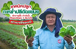 เปิดเทคนิคปลูก “กะหล่ำปลีตัดแขนง” ผักอายุสั้น ทำเงินไว ให้ผลผลิตสูง 3 ตันต่อไร่ สร้างรายได้ตลอดปี