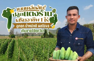 เผยเคล็ดลับ ปลูก “แตงร้าน” เสริมอาชีพ 1 ไร่ ลูกดก น้ำหนักดี ผลไม่งอ เก็บขายได้ทุกวัน!