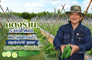 ปลูกแตงร้าน ระบบน้ำหยด พืชอายุสั้นทำเงินไว ปลูกยังไงให้ลูกดก-ทรงกระบอก-ได้เบอร์เอ