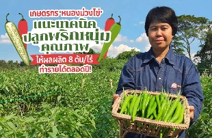 ผักกาดขาวปลี พืชอายุสั้นทำเงินไว ผลผลิตดีตรงสเป็คแม่ค้า สร้างผลกำไรทั้งปี