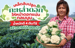 เคล็ดลับปลูก “กะหล่ำดอก” ให้หน้าดอกแน่น กลมนูน น้ำหนักดี 4 ตัน/ไร่ สร้างรายได้ตลอดปี
